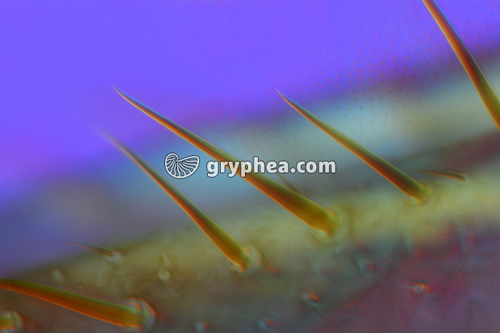 Poils tactiles patte Grillon x100 - gryphea.org